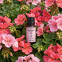Geranium Essential Oil