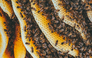 The Wonders of Beeswax: An Introduction to Its Many Uses