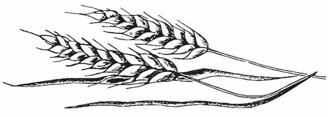Botanical illustration of wheat germ, used in Vitamin E carrier Oil